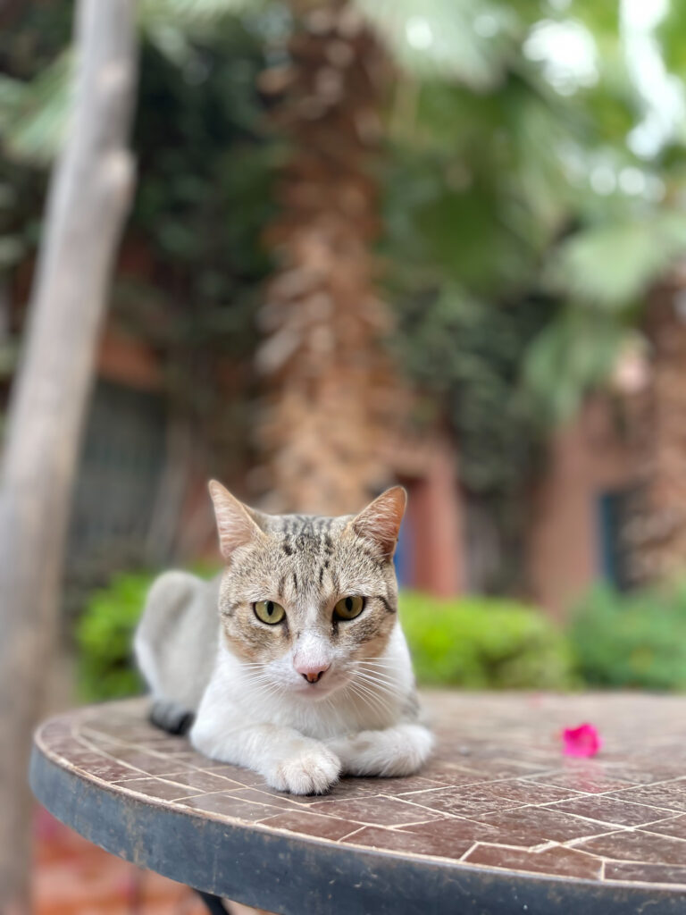 Marrakech, the ocher city